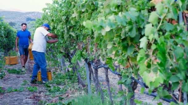 Agricultores cosechando un racimo de uvas — Vídeos de Stock