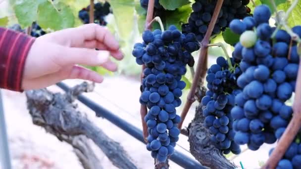 Farmer harvesting a bunch of grapes — Stock Video