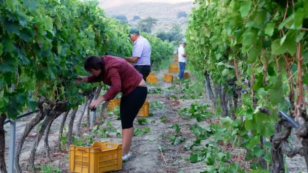 Agricultores cosechando un racimo de uvas — Vídeos de Stock