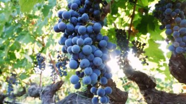 Grup olgun üzüm