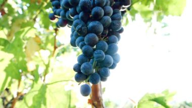 Grup olgun üzüm