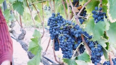 Bir avuç üzüm hasat çiftçi