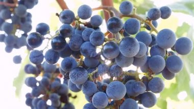 Grup olgun üzüm