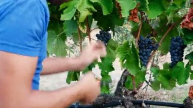 Bir avuç üzüm hasat çiftçi