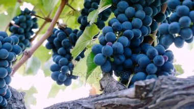 Grup olgun üzüm