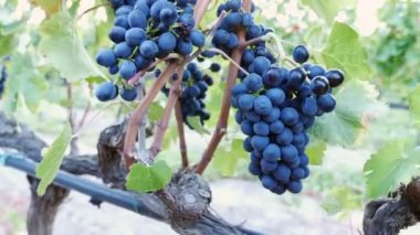 Bir avuç üzüm hasat çiftçi