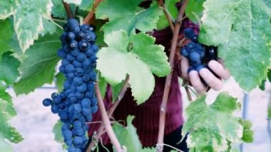 Bir avuç üzüm hasat çiftçi