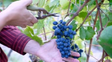 Bir avuç üzüm hasat çiftçi