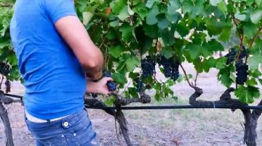 Bir avuç üzüm hasat çiftçi