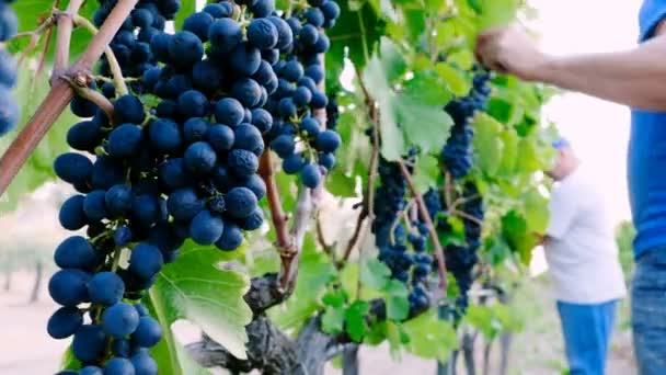 Boeren oogsten een tros druiven — Stockvideo