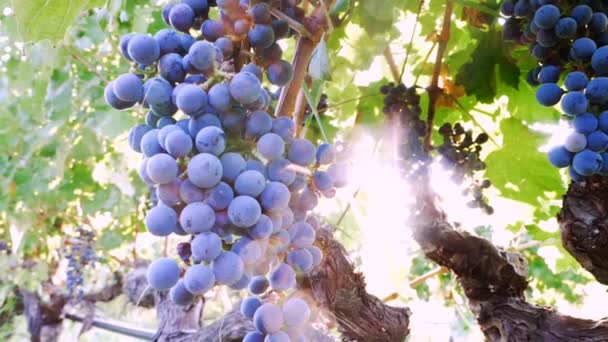 Bunch ripe grapes — Stock Video