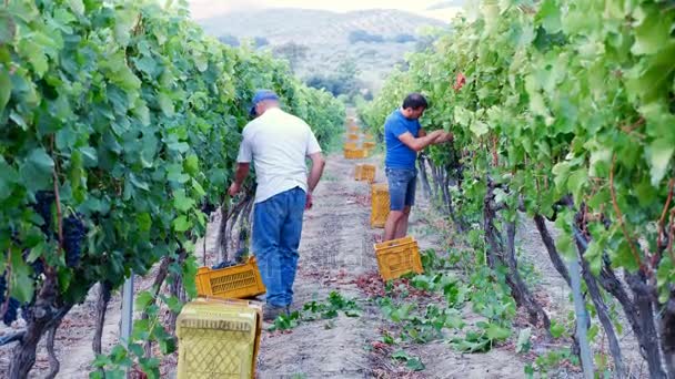 Rolników do zbioru kiść winogron — Wideo stockowe