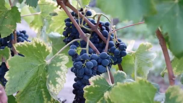 A gazda begyűjti a szőlő egy csomó — Stock videók