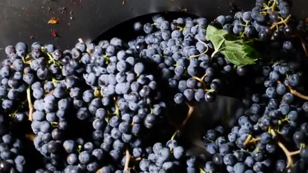 Machine squeezing wine grapes — Stock Video