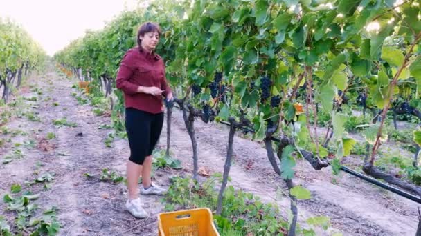 Agriculteur récoltant un bouquet de raisins — Video