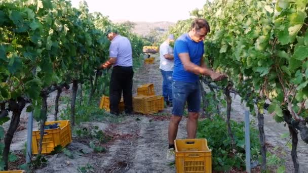 Les agriculteurs récoltent un bouquet de raisins — Video