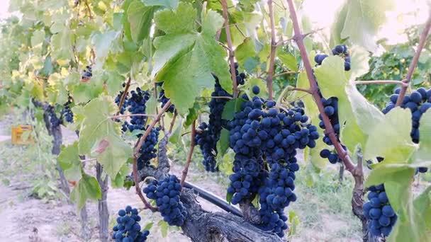 Спелый виноград — стоковое видео