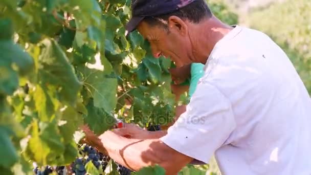 農家がブドウの房を収穫 — ストック動画