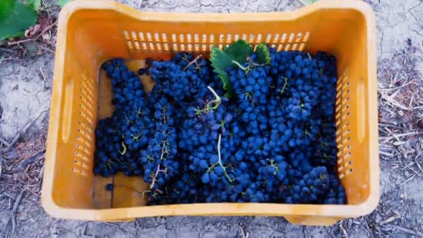 Збиральна коробка повна винограду — стокове відео