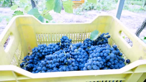 Caixa de colheita cheia de uvas — Vídeo de Stock