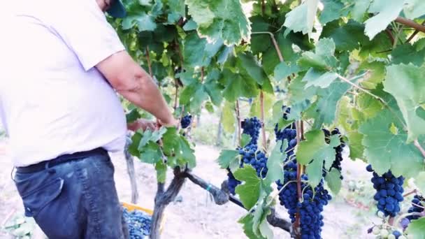 Фермер собирает виноград — стоковое видео
