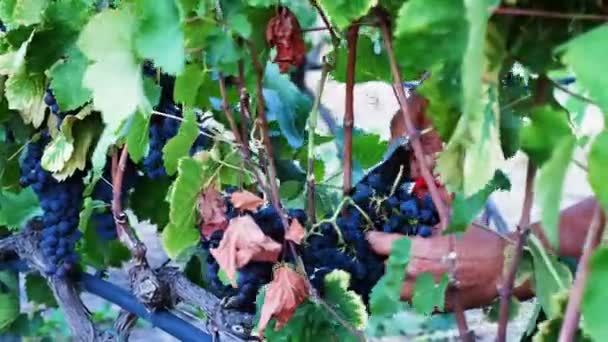 Agricultor cosechando un racimo de uvas — Vídeo de stock
