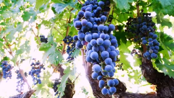 Cachos de uvas maduras — Vídeo de Stock