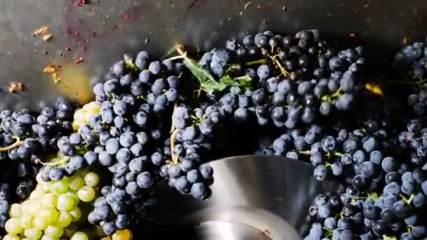 Machine squeezing wine grapes — Stock Video