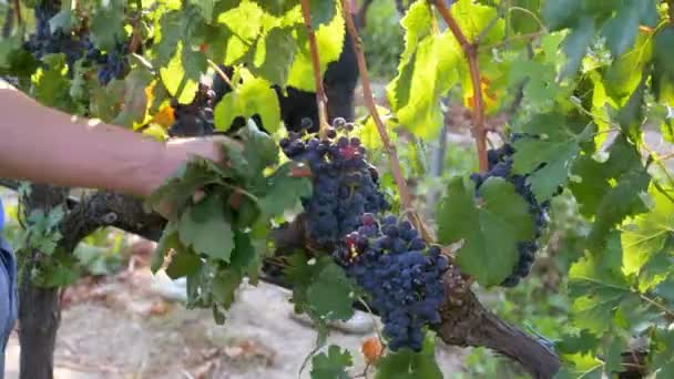 Фермери збирання гроно винограду — стокове відео