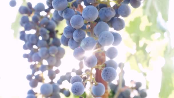 Racimo de uvas maduras — Vídeo de stock