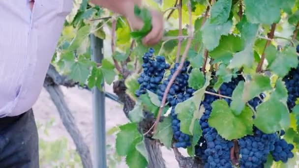 Agriculteur récoltant un bouquet de raisins — Video