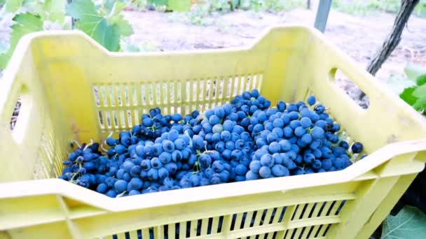 Caja de cosecha llena de uvas — Vídeo de stock