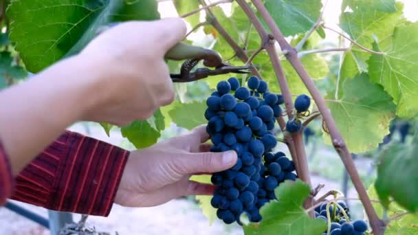 Agricultor cosechando un racimo de uvas — Vídeos de Stock