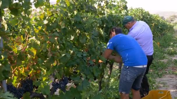 Agricultores cosechando un racimo de uvas — Vídeos de Stock