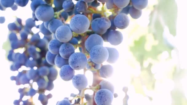 Cachos de uvas maduras — Vídeo de Stock