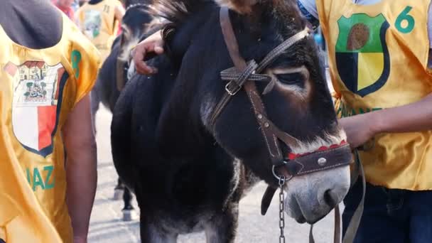 Close-up op mooie ezel tijdens ezel race — Stockvideo