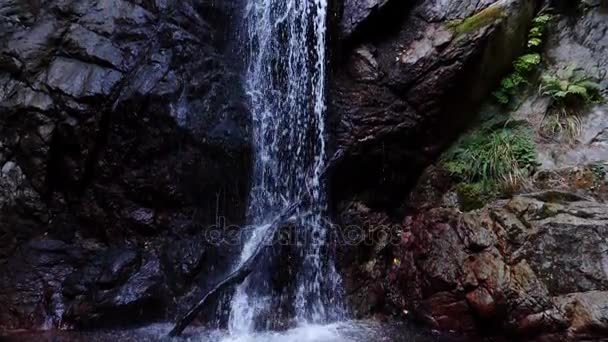 Poder de la cascada en la madera — Vídeo de stock