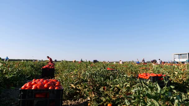 농부는 여름에 토마토를 수확 — 비디오