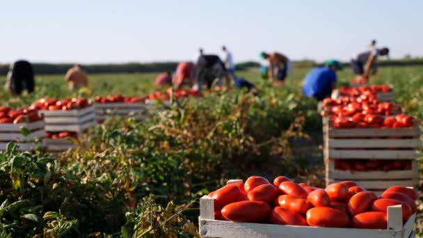 Vybírání rajčata v Kalábrii — Stock video