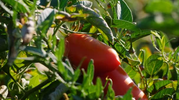 Tomates frescos en el árbol — Vídeo de stock