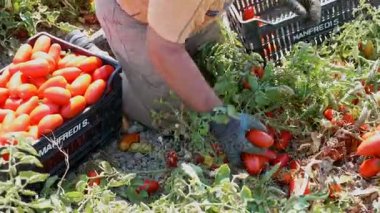 Yaz aylarında hasat domates