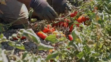  erkek eli kadar taze domates toplama