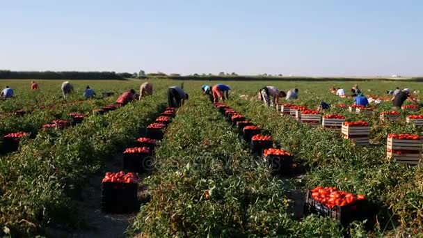 Les agriculteurs récoltent des tomates mûres — Video