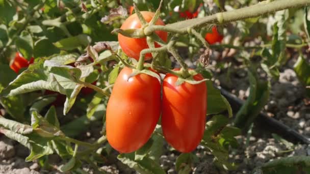 Свежие помидоры на дереве — стоковое видео