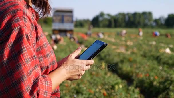 Mujer usando tableta en campo de tomate — Vídeos de Stock