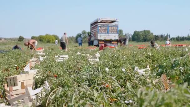Plukken van de tomaten in Zuid-Italië — Stockvideo