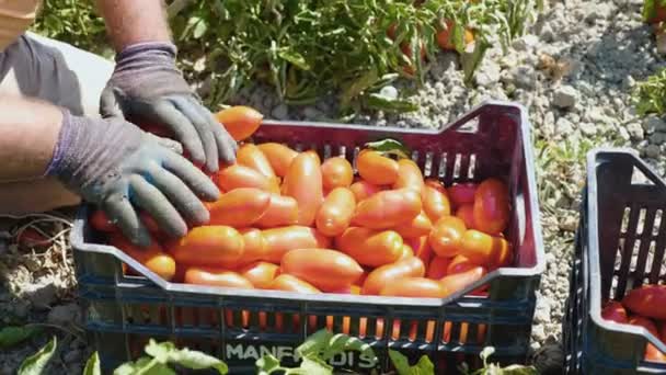 Tomatoes Harvesting in summer — Stock Video