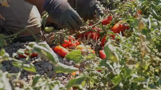 Mano dell'uomo raccogliendo pomodori freschi — Video Stock