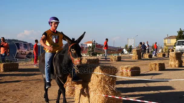 Osioł racer podczas wyścigu osioł — Wideo stockowe