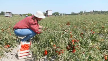 Genç çiftçi malzeme çekme taze domates